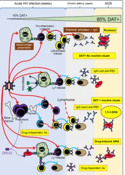 Figure 2: HIV effect on alloimmune response to blood group  antigens and effect of other germs over molecules carrying antigens 