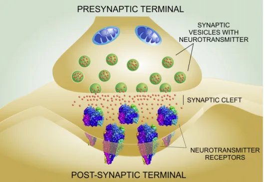Fig. 1. Schematic depiction of a generic chemical synapse. Neurotransmitters are stored in synaptic vesicles in the presynaptic terminal