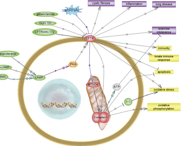 Figure 6 summarizes this idea and the possible consequences of a reduced mCx-I activity, according to know relationships extracted by the software Pathway Studio (www.