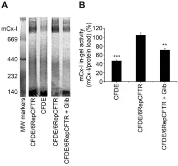Figure 1. Mitochondrial complex I in-gel activity (IGA) of CFDE and CFDE/6RepCFTR cells