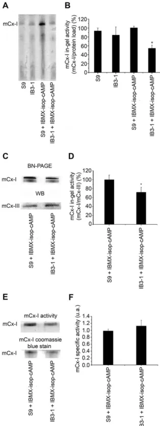 Figure 2. Mitochondrial complex I in-gel activity (IGA) of IB3-1 and S9 cells. A: IGA of mitochondrial extracts from Control and  CFTR-stimulated IB3-1 and S9 cells (IBMX-isop-cAMP), adding 200 mM cAMP, 10 mM isoproterenol, 200 mM IBMX, for 24 h