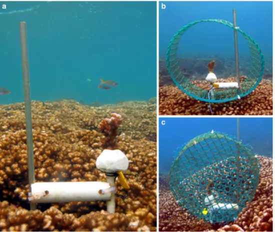 Fig. 2 Treatments considered in the Predator exclusion experiment where pocilloporid nubbins were individually exposed or protected from fish corallivores: a Predation treatment (no cage), b cage control