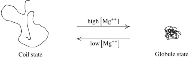 Figure 3: Phase transition between coil and globule states when T crosses T c . The arrows indicate the direction in which T increases, to right (left) for high (low) concentration of Mg ++ 