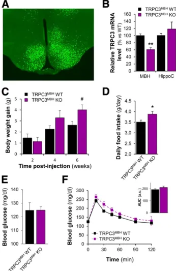 Figure 3 —Inhibition of MBH TRPC3 expression increases food in- in-take and body weight gain
