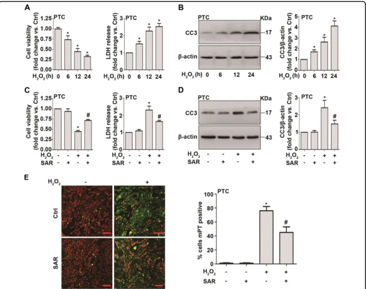 Fig. 4 TRPC6 inhibition mitigates H 2 O 2 -induced apoptosis in primary PTC. a PTC isolated from WT mice were treated with H 2 O 2 (0.5 mM) for different times