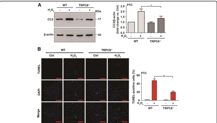 Fig. 5 TRPC6 knockout attenuates oxidative stress-induced cell apoptosis. Primary PTC from WT and TRPC6 -/- mice were divided into different groups and treated with H 2 O 2 (0.5 mM) for 12 h