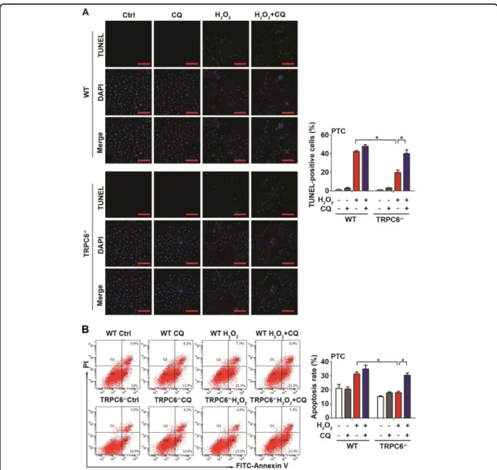 Fig. 6 Blockage of autophagy prevents the protective effect of TRPC6 knockout. PTC isolated from WT or TRPC6 -/- mice were divided into eight different groups and treated with H 2 O 2 (0.5 mM) in the absence and presence of CQ (25 μM) for 12 h