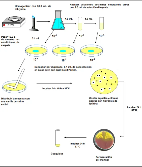 Figura N° 05: Determinación de Staphylococcus aureus coagulasa positiva. 