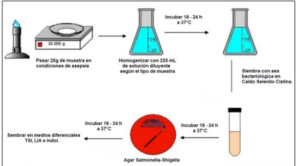 Figura N° 06: Determinación de Salmonella sp. 