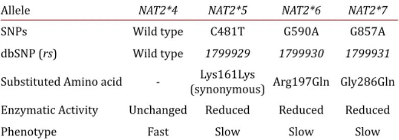 Table 1.  N-acetyltransferase 2 (NAT2) the single nucleotide  polymorphisms (SNPs).