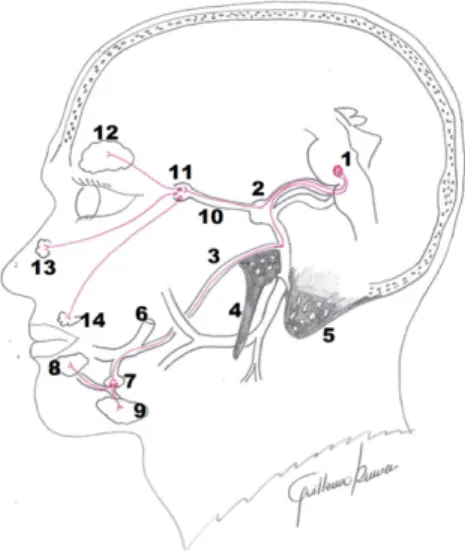 Figura  2.  Conexiones  nerviosas  del  compo- compo-nente E.V.G. del nervio facial: (1) Núcleo salival  superior, (2) Ganglio geniculado, (3) Cuerda del  tímpano,  (4) Apófisis  estiloides  del  temporal,  (5) Apófisis mastoides del temporal; (6) Nervio  
