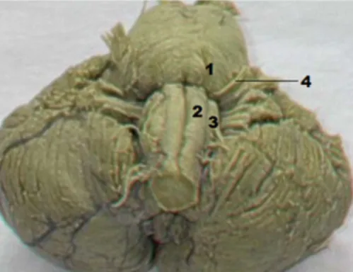 Figura  4.  Cara  anterior  del  tallo  cerebral:  (1)  Protuberancia, (2) Pirámide bulbar, (3) Oliva, (4)  Nervio facial