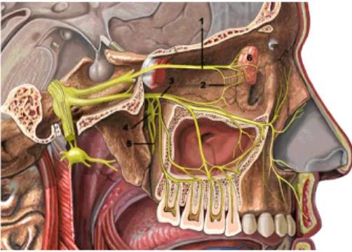Figura  5.  Inervación  secretomotora  de  la  glándula lacrimal; (1) nervio lacrimal, (2) Ramo  comunicante  del  nervio  cigomático,  (3)  nervio  infraorbitario,  (4)  ganglio  esfenopalatino,  (5)  nervios  palatinos  mayor  y  menor,  (6)  glándula  l