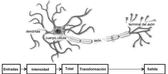 Figura 2.3: Estructura de una neurona biológica [¡Error! No se encuentra el origen  de la referencia.]