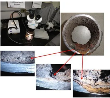 Figura 2.  Análisis por Microscopio Estereoscopio de las picaduras 