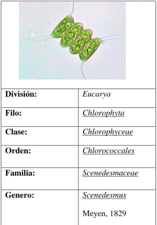 Tabla 3-1: Taxonomía de Scnedesmus sp. 