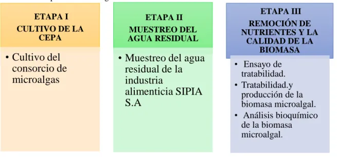 Tabla 2-2: Etapas de la investigación  