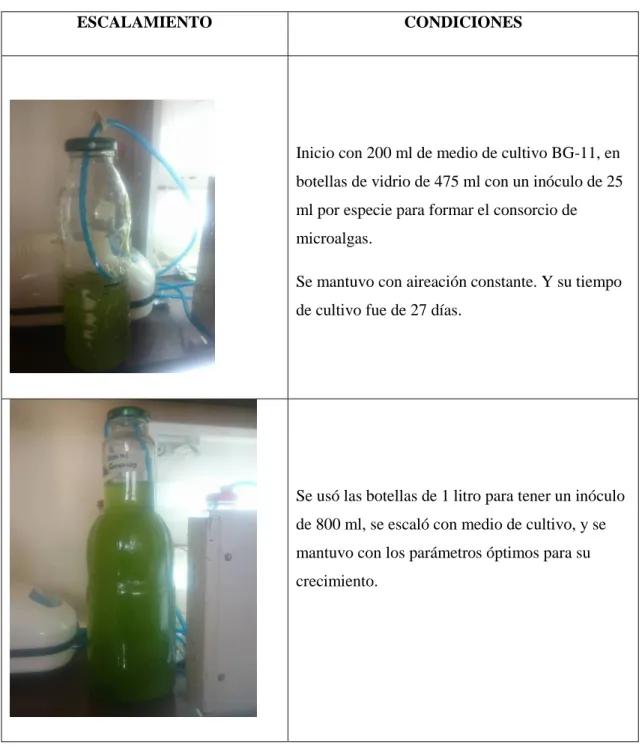 Tabla 4-2: Escalamiento del consorcio de microalgas a cuatro litros por envase. 