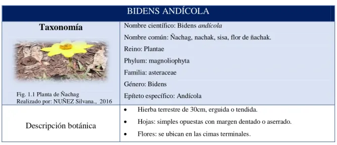 Tabla 1.1 Descripción de la Bidens andícola (Ñachag)  BIDENS ANDÍCOLA  Taxonomía 