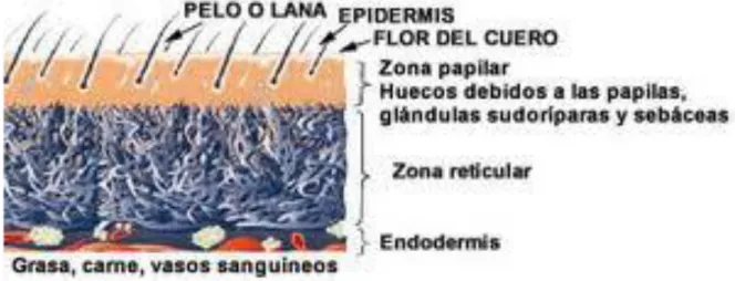 Gráfico 1.  Estructura de la piel.  