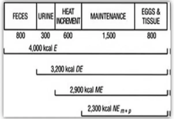 Gráfico  3.  Nutrient Requirements of Poultry (1994). 
