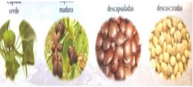 Gráfico  1.    Fases  de  la  semilla  del  Sacha  Inchi:  Maduración,  secado  en  planta,  pelado, descascarado