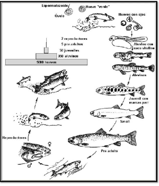 Gráfico 3.  Los salmónidos (Salmón Atlántico encerrado, Trucha marrón, Trucha  de arroyo y Trucha arco iris) viven parte de sus vidas en un hábitat y  luego emigran a otro hábitat Para crecer y reproducirse