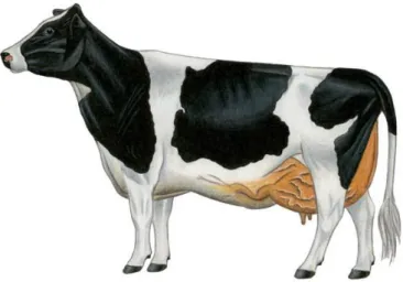 Gráfico 8.    Vaca aproximada al ideal. 