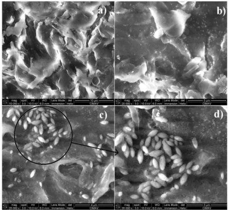 Figure 2. Scanning electron surface micrographs of PMMA/CaO coating on UHMWPE  substrate