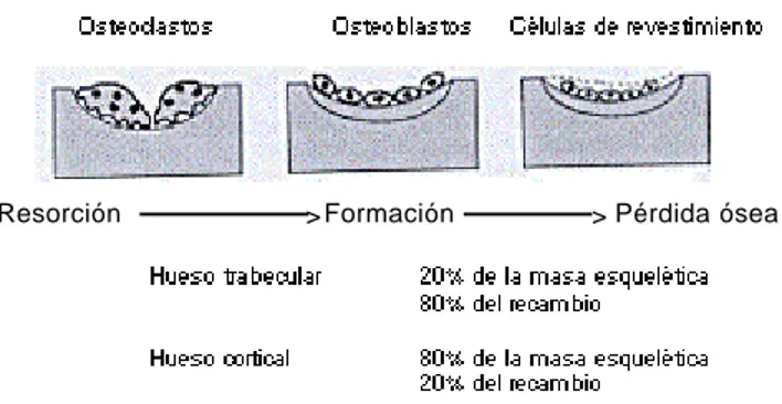 Figura 1. Recambio óseo en una unidad de remodelación en adultos.
