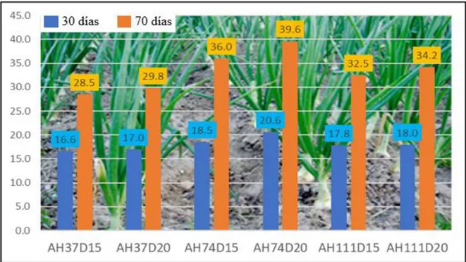 Figura 2: Tamaño de planta (cm) de cebollita china (Allium cepa L.) Variedad Aggregatum  por efecto de interacción de ácidos húmicos orgánicos y distanciamientos de siembra a 30 y  70 días de la siembra