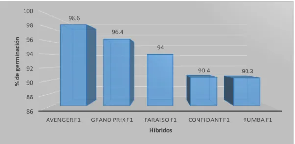 Figura 3: Porcentaje de germinación a los 13 d.d.s. para el rendimiento de cuatro híbridos de brócoli (B
