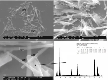 Fig. 3. SEM images of the C21 sample. 