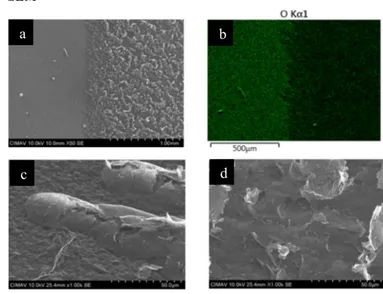 Fig. 3.  SEM Microscopy of RGO_20C HP and GO: a) interface  between GO (left) and RGO (right) X50, b) EDS Mapping of oxygen  between interface GO-RGO c) RGO expansion to X1000 and d)  Exfoliation and porous surface of RGO X1000.