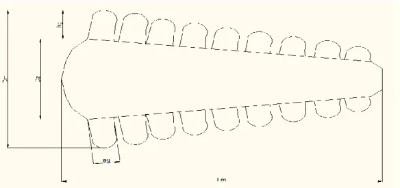 Figura 7. Dimensiones de la mazorca de maíz. 