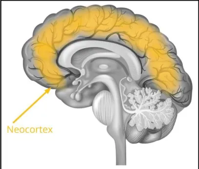 Figura 6. Neocortex 