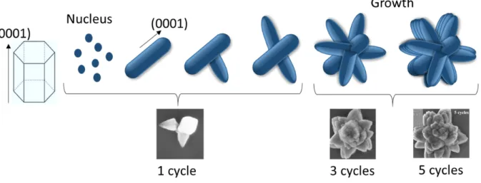 Fig. 3  Growth mechanism of a ZnO lily flower-like structure prepared by SILAR method
