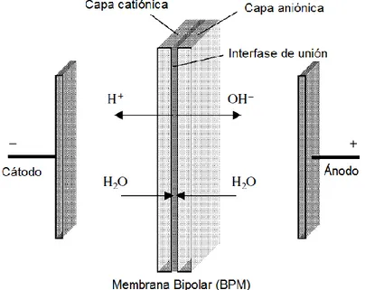 Figura 8.- Funcionamiento de las membranas bipolares
