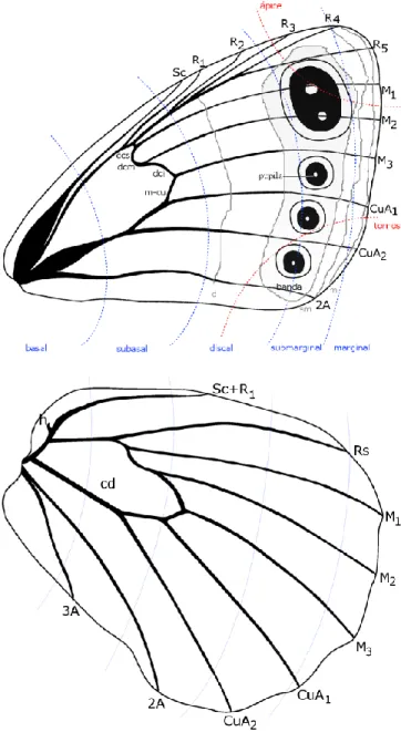 Figura  1.  Nomenclatura  utilizada  para  la  venación  y  elementos  de  ala  en  la  descripción  y  diagnosis  de  las  mariposas  registradas  en  el  Parque  Nacional  Manu