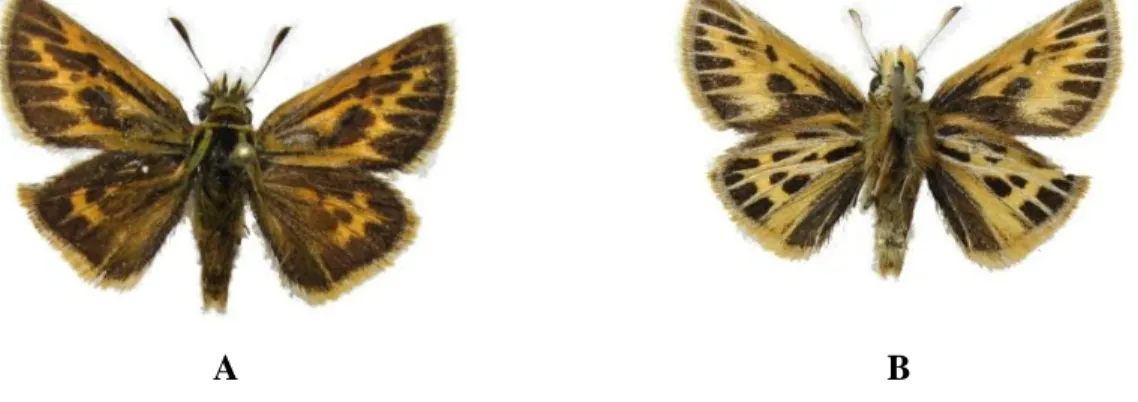 Figura 4. Hylephila peruana A: Cara dorsal. B: Cara ventral    Fuente: Elaboración propia