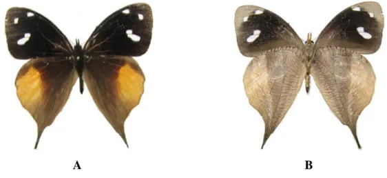 Figura 24. Corades iduna marginalis  A: Cara dorsal. B: Cara ventral   Fuente: Elaboración propia