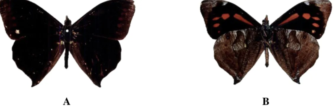 Figura 27. Corades medeba medeba A: Cara dorsal. B: Cara ventral   Fuente: Elaboración propia