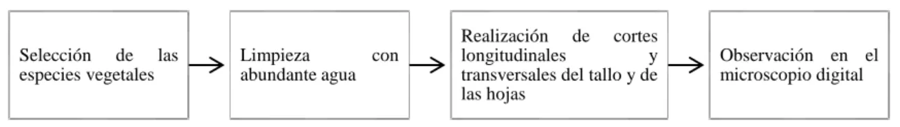 Figura 2-2. Estudio Micromorfológico de Especies Vegetales  