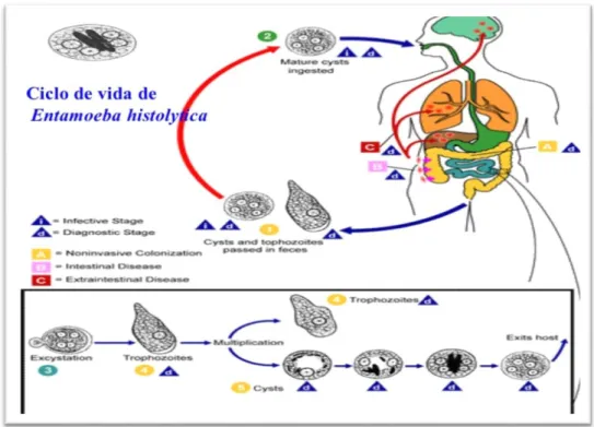 Figura 3-1. Ciclo de vida de Entamoeba histolytica. 
