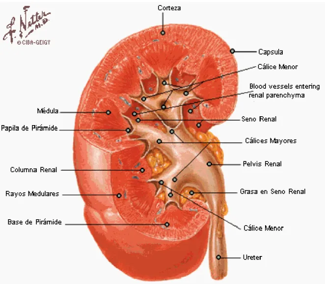 Figura 1.3. Estructura del riñón 