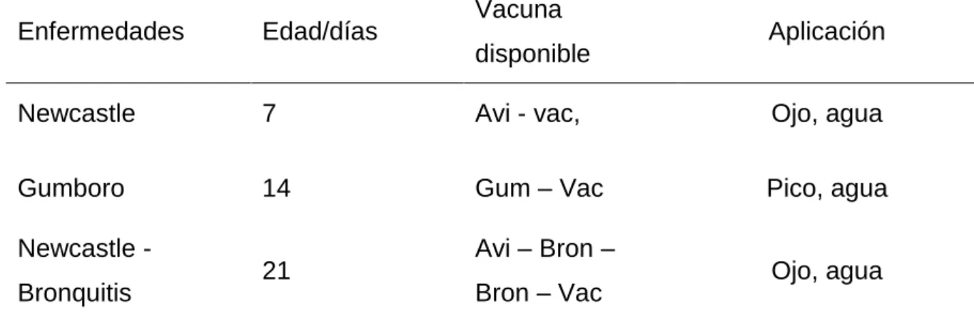 Cuadro 18.  PLAN DE VACUNACIÓN PARA POLLOS PIO - PIO. 
