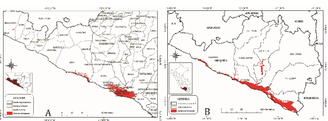 Figura 19. Modelos de distribución actual para Nolana cerrateana Ferreyra, A. Ambiental B