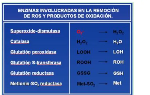 Tabla II: Enzimas involucradas en l remoción de ROS y productos de oxidación 