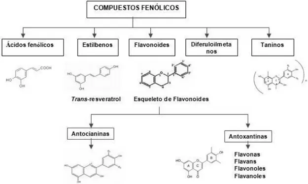 Figura V. Clasificación de compuestos  fenólicos 