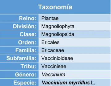 Tabla III: Taxonomía de Vaccinium myrtillus (50) 